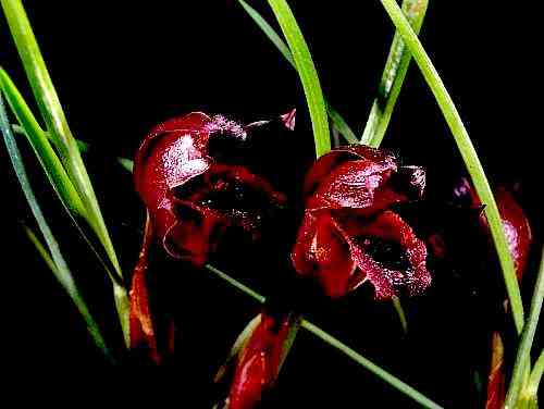 Maxillaria juergensii
